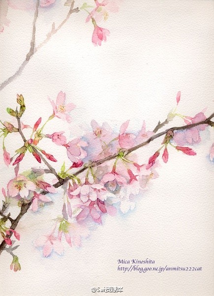 绘画粉色花绘,非常安静及唯美!(作者:mica kinoshita)