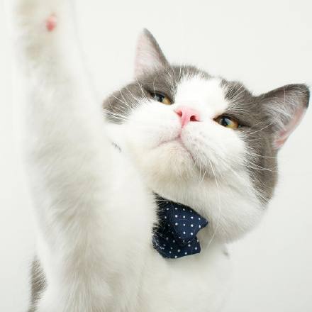 一只帅帅的肥猫可做头像