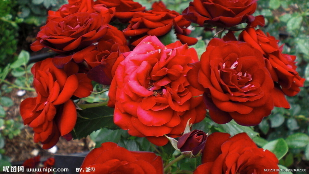 玫瑰花摄影图__花草_生物世界_摄影图库