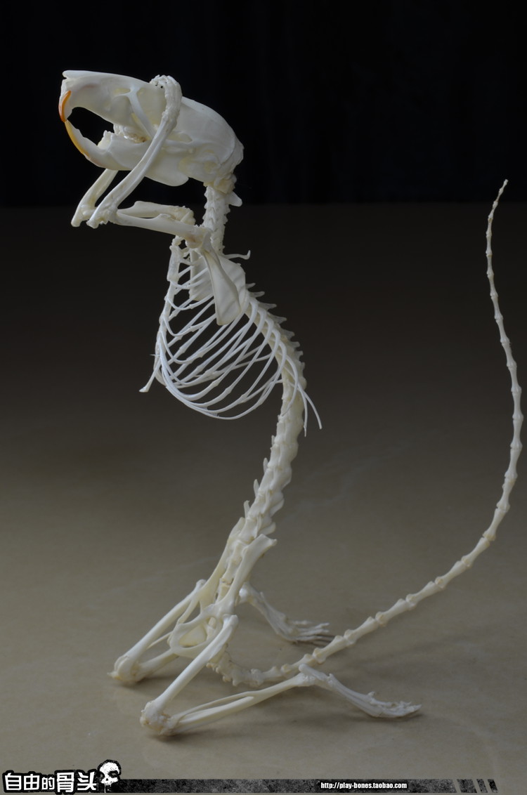 跪姿老鼠骨骼标本 动物骨骼标本 真骨