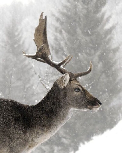 唯美的冬日森林麋鹿摄影作品