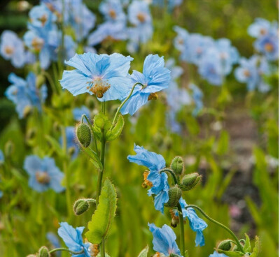 藿香叶绿绒蒿(meconopsis betonicifolia) 罂粟科,绿绒蒿属