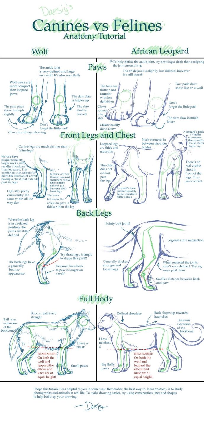 【绘画教材】猫科和犬科的绘画教程大合集~小编找了好久总算凑齐了9张