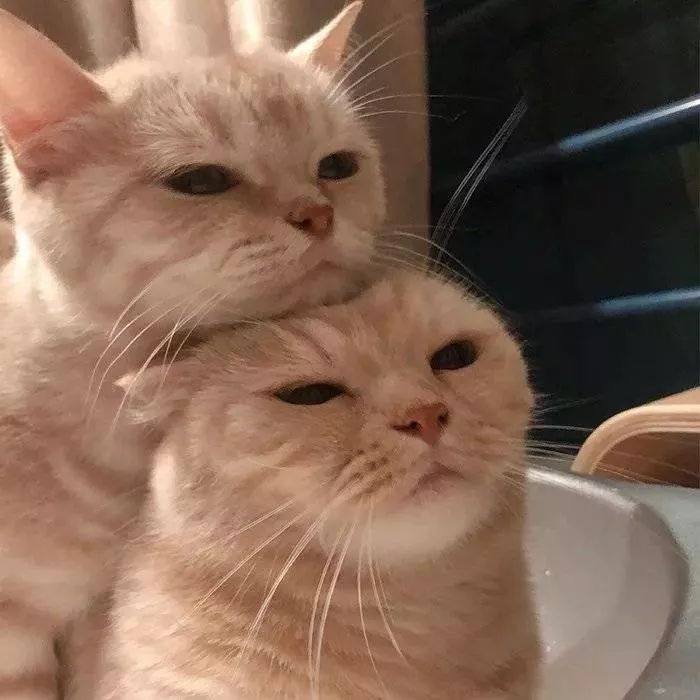 猫猫情侣头像