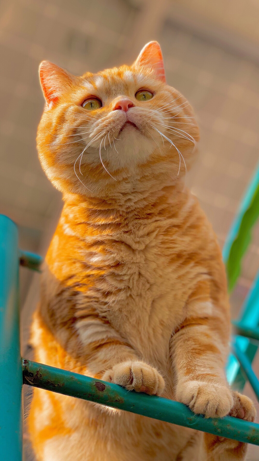 胖橘猫 手机壁纸图片