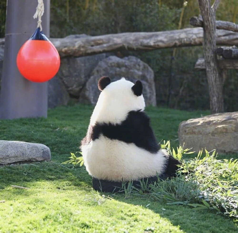 圆滚滚国宝大熊猫可爱