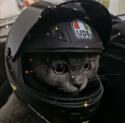 动物情头猫咪头盔情头情侣头像