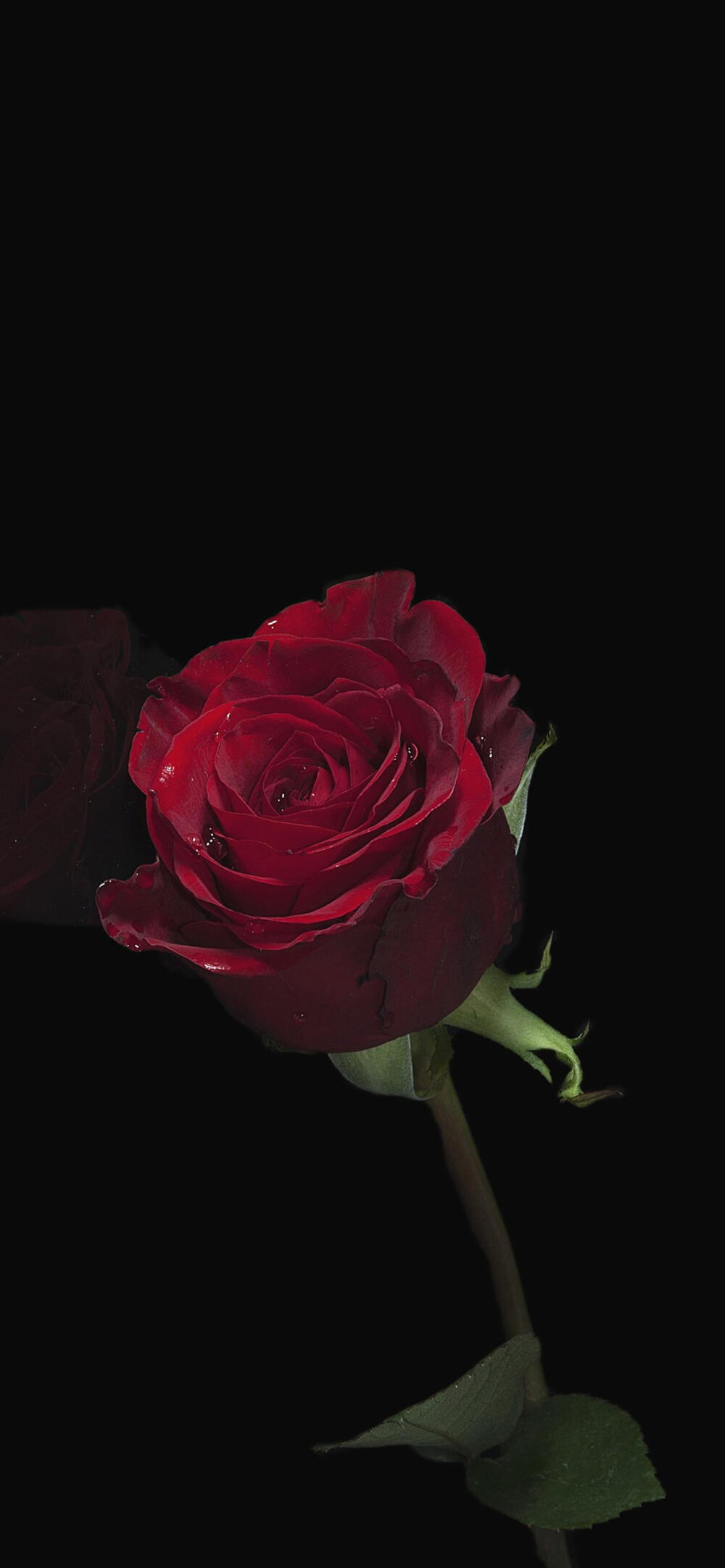 红玫瑰花的花语:希望与你泛起激情的爱78