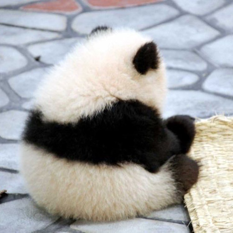 头像 熊猫 可爱