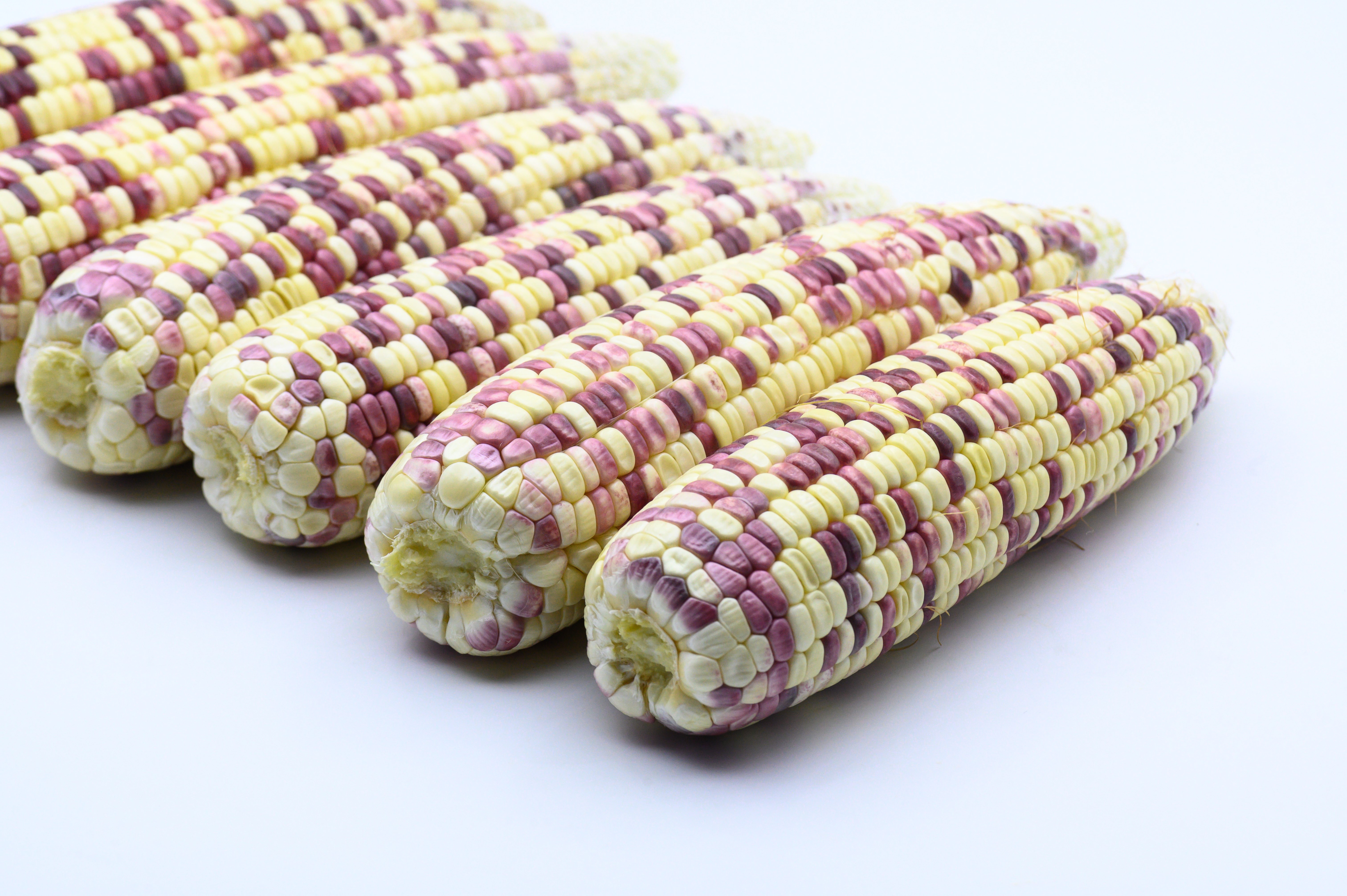 玉米 白色背景 包谷 苞米 棒子 静物 粮食作物 种植 粮食 粗粮 杂粮
