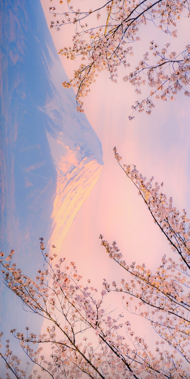 樱花系列背景图