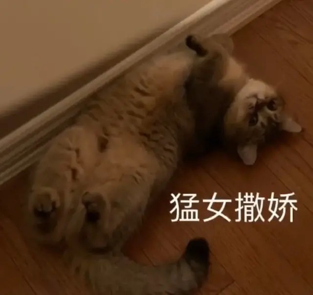 猫咪表情包直女