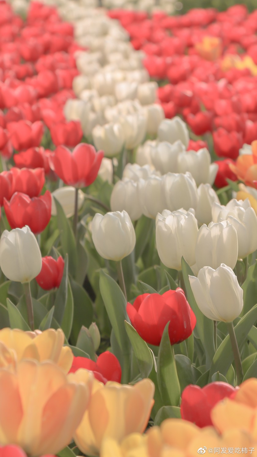 摄影花花世界迷人眼盛夏光影vsco67