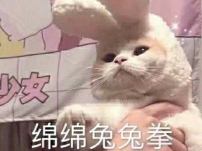 兔子可爱表情包
