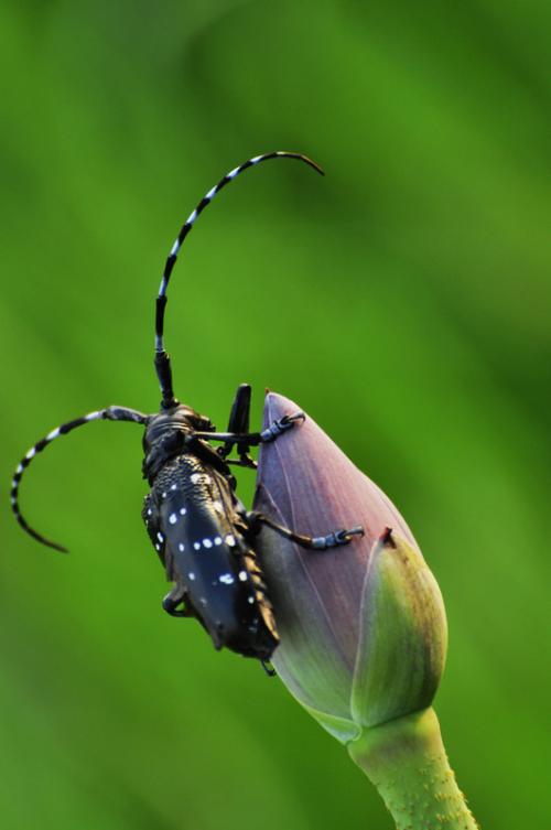 甲壳虫种类和图片大全图片