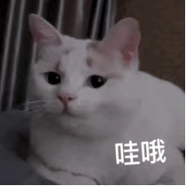 猫猫表情包gif动图哇喔