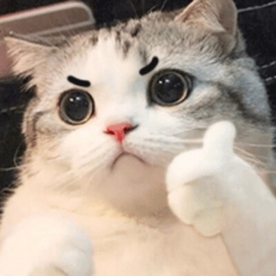 猫咪竖大拇指的表情包图片