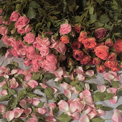 朋友圈背景图 手机壁纸 鲜花 意境图片 ins风简约风格