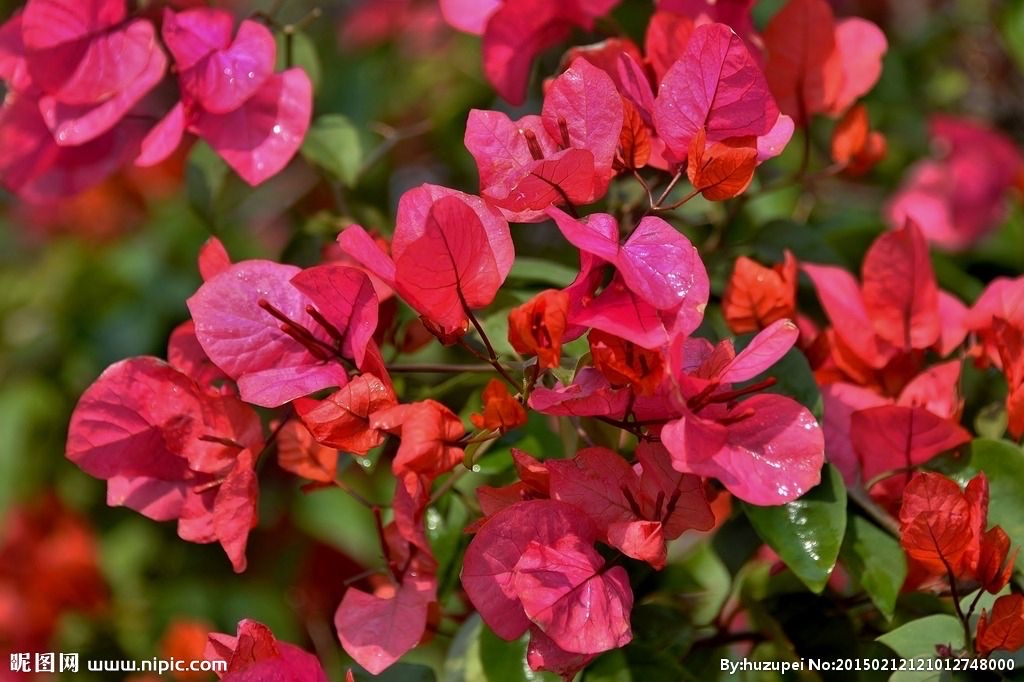 手机壁纸 壁纸 三角梅 花 叶子花 红色 好看