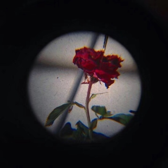 枪口玫瑰