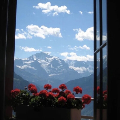 朋友圈背景图 手机壁纸 鲜花 意境图片 ins风简约风格