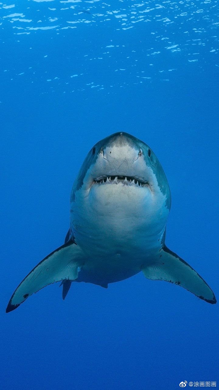 蓝色可爱鲨鱼壁纸图片