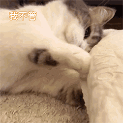 猫猫表情包 gif动图 我不管,我就要你陪我玩.