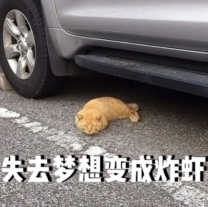 猫猫表情包失去梦想系列失去梦想变成炸虾