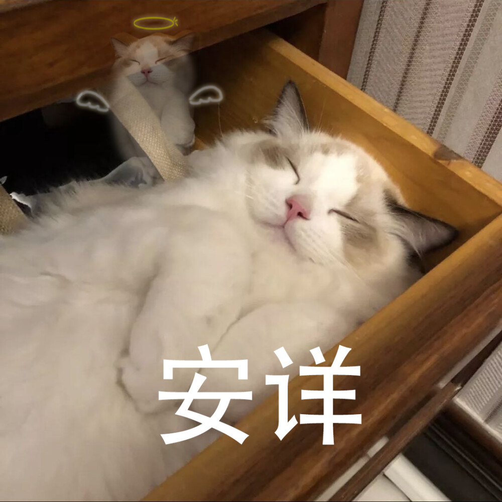 猫猫表情包灵魂升天安详