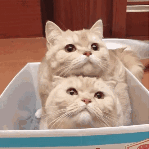 两只猫咪表情包gif图片