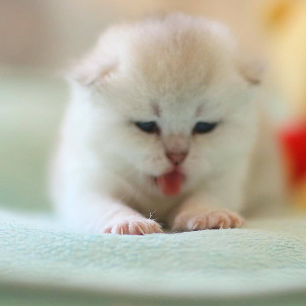 小奶猫真是软软的小可爱