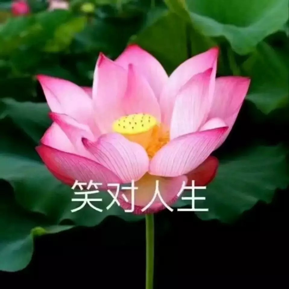 沙雕荷花女头