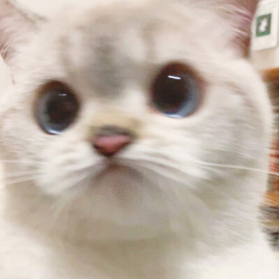 戴眼镜猫咪情头