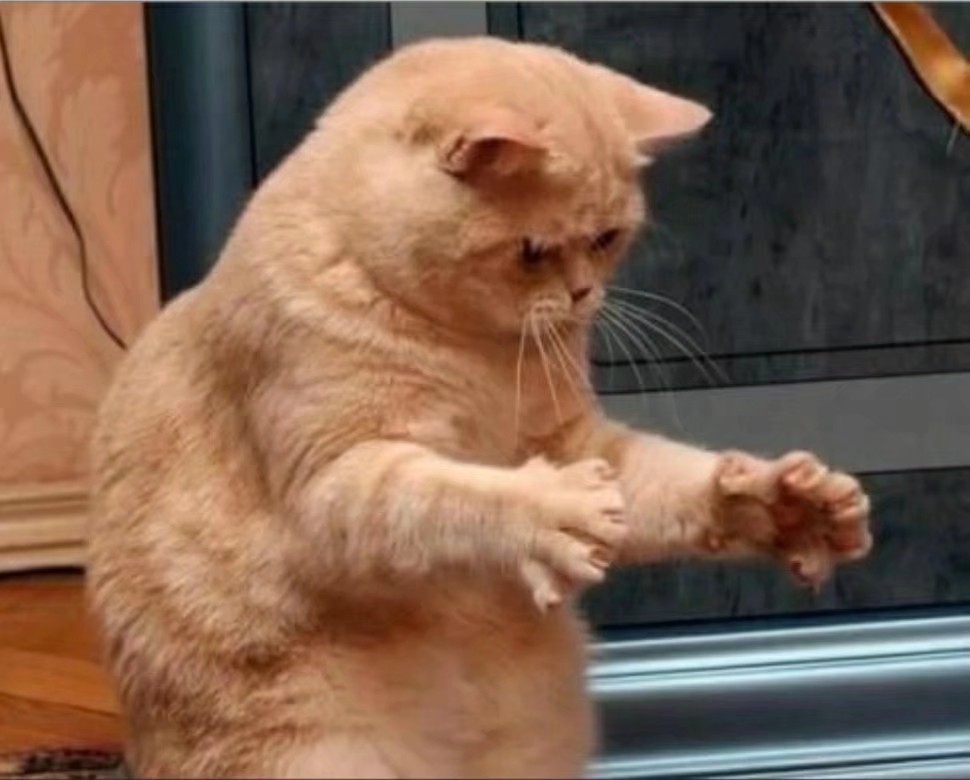 猫咪悲伤那么大