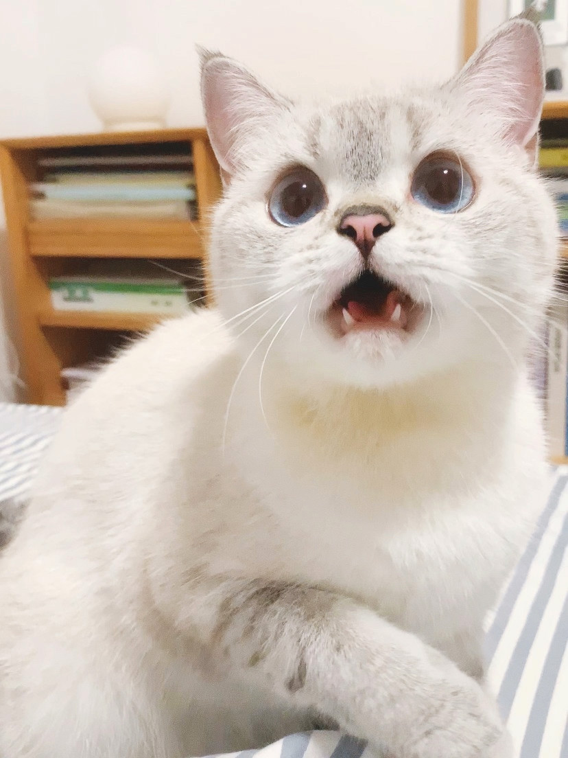 vb猛猪猪和臭娜娜