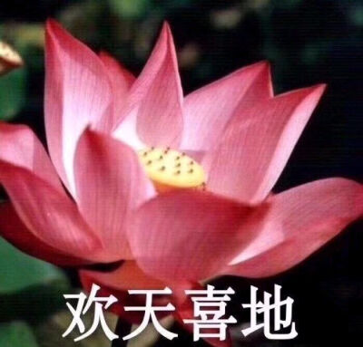 生如夏花 头像图片