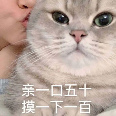 猫猫表情包 亲一口五十 摸一下一百