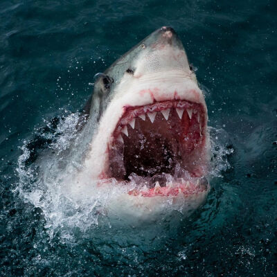 鲨鱼微信背景图霸气图片