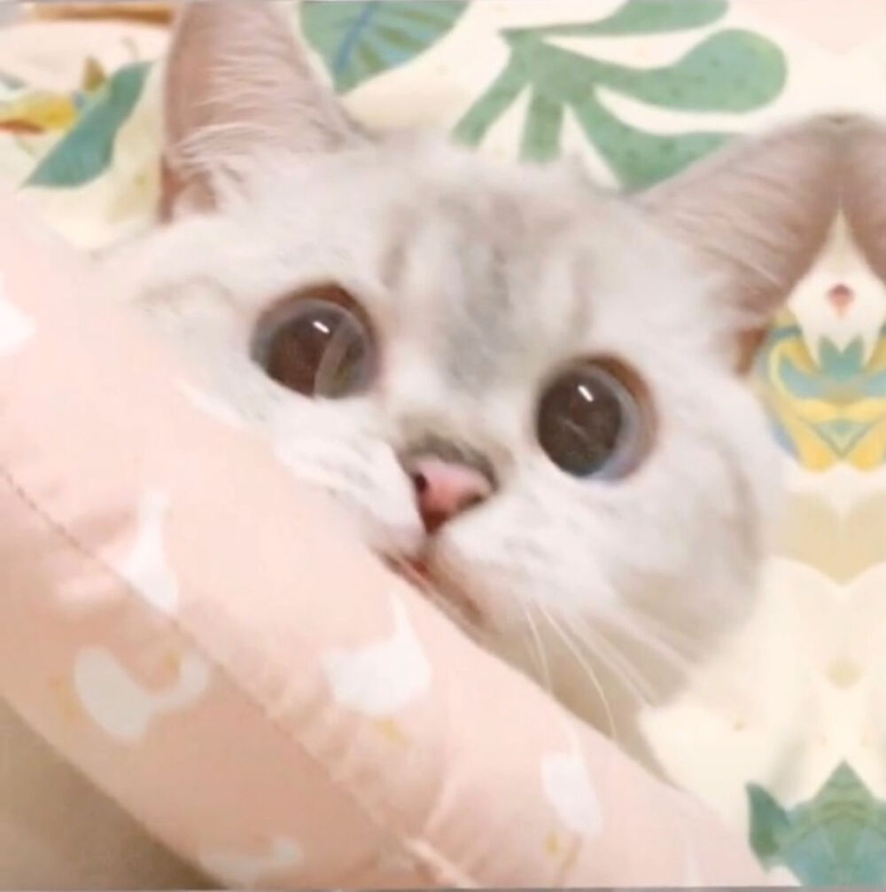 微博猛猪猪和臭娜娜