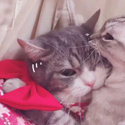 情侣抱猫咪头像两张图片