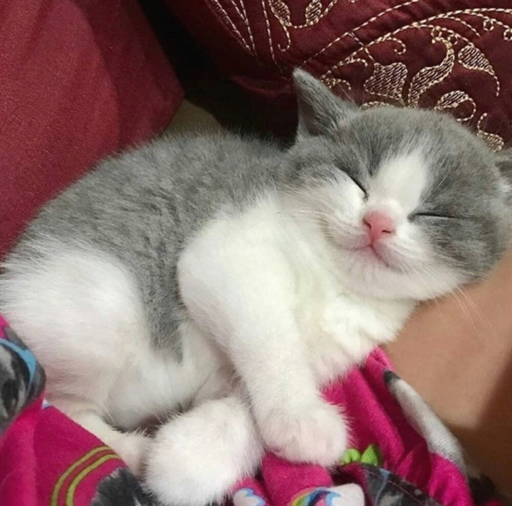 可爱的猫猫 猫 背景图 可爱 赞 评论 收藏 更多 还没有账号?立即注册