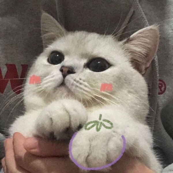 情侣头像情头猫咪头像