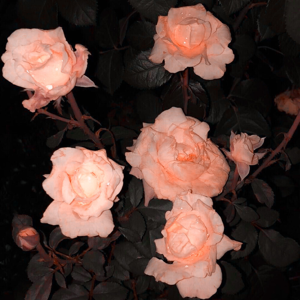 绝美玫瑰花背景图图片