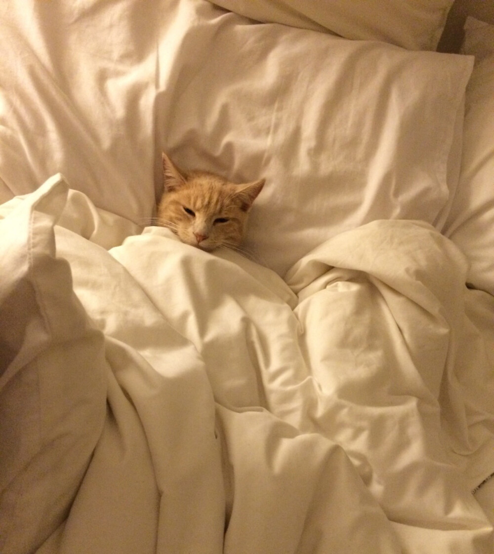 懒猫不想起床的图片图片
