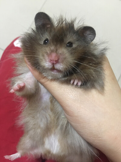 金丝熊~西瓜妹眼圈熊~憨憨弟