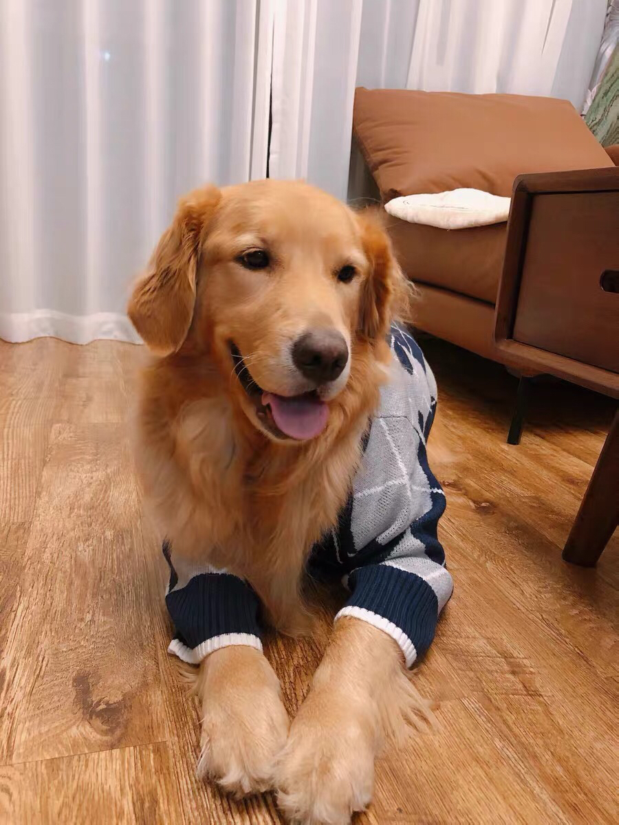 金毛- 堆糖,美图壁纸兴趣社区