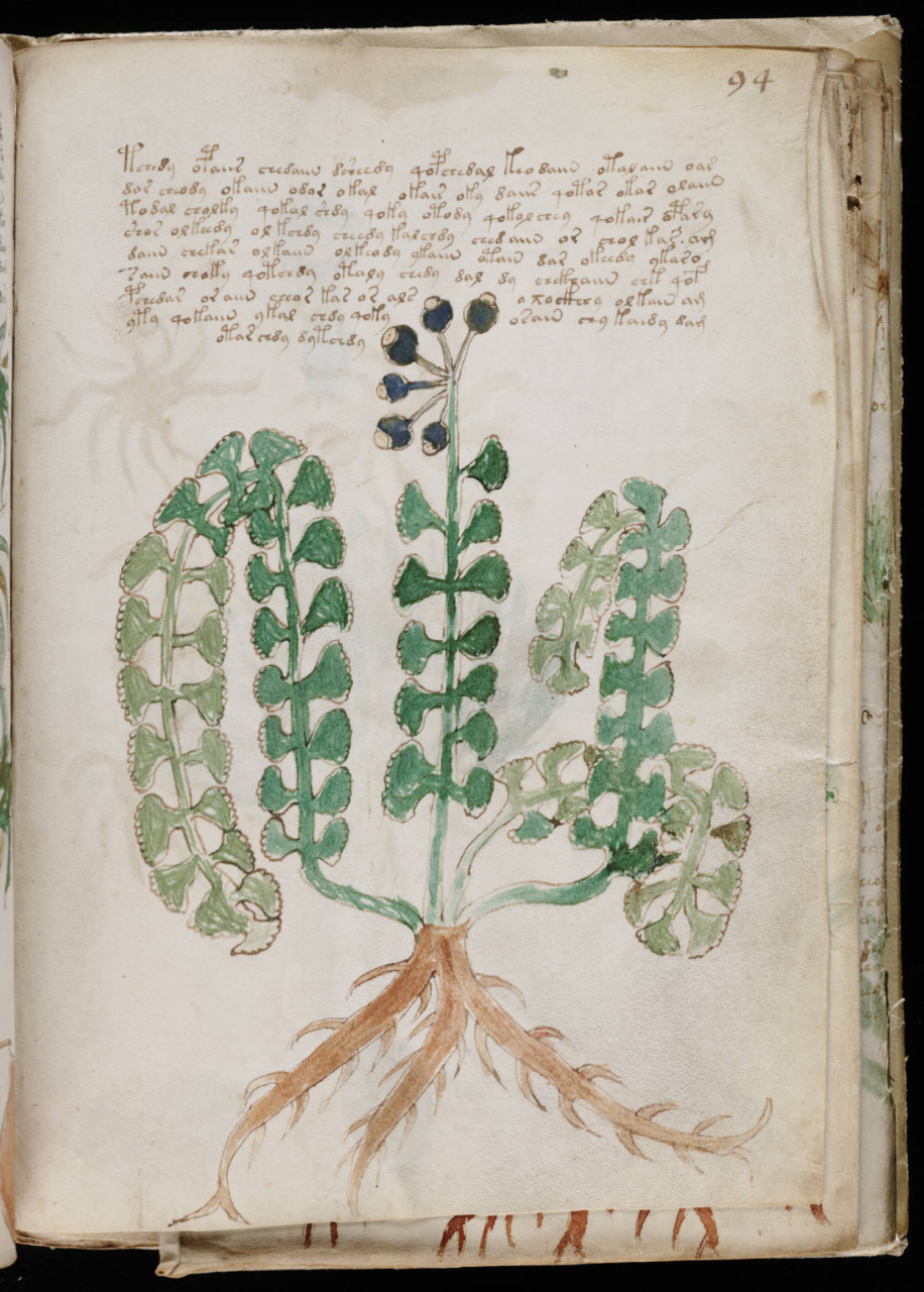 voynich_manuscript