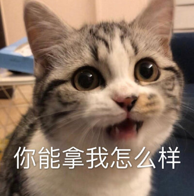 表情包不要脸