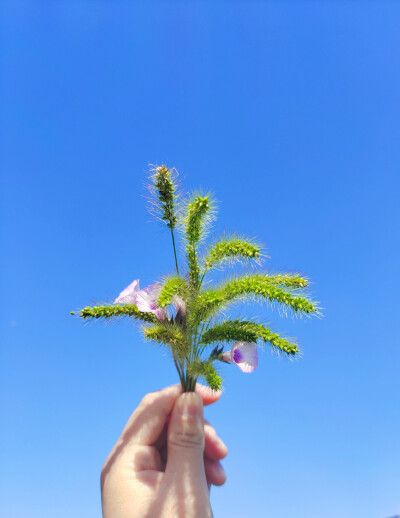 手拿狗尾巴草唯美图片图片