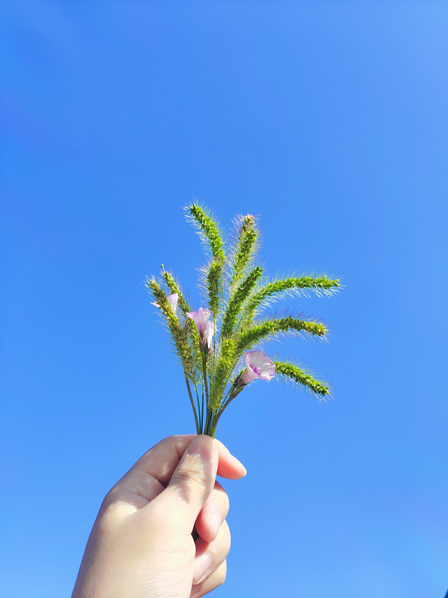 手拿狗尾巴草唯美图片图片